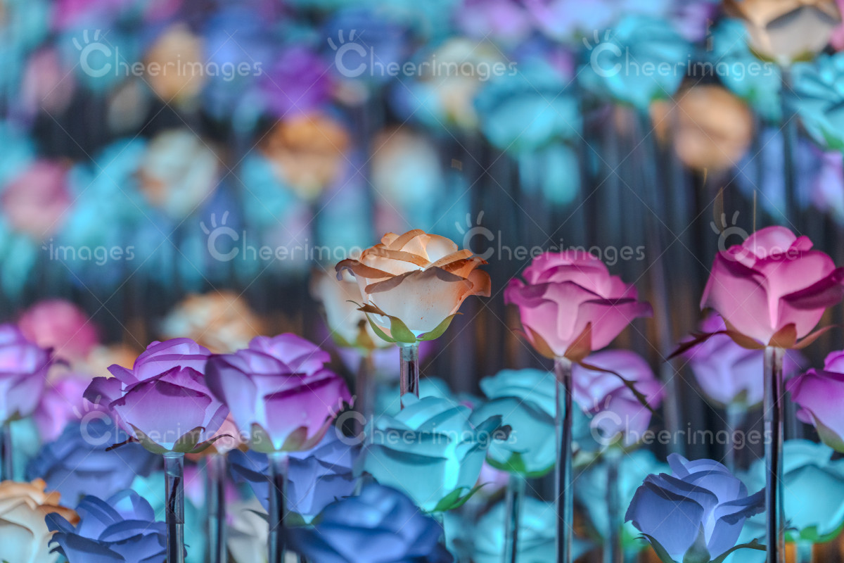 Contents|LED rose showcase at East Kowloon Cultural Centre, Kowloon ...